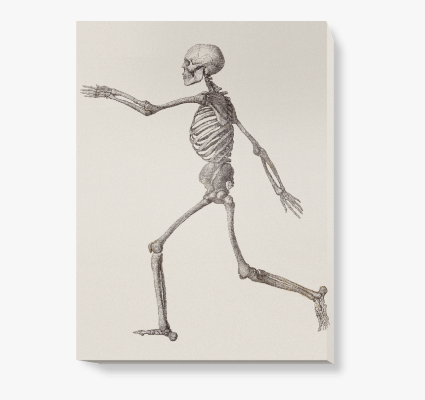 Skeleton Lateral View, HD Png Download, Free Download