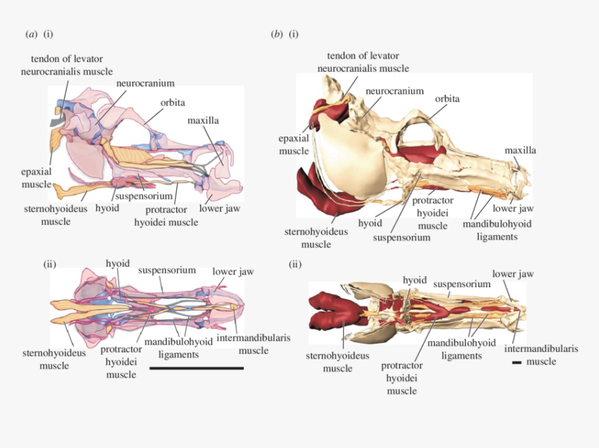 Muscles In A Seahorse, HD Png Download, Free Download