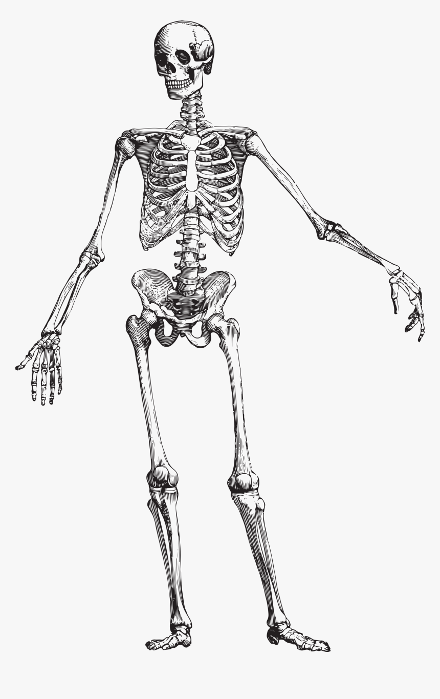 Skeleton Anatomy Black And White , Png Download - Black And White Anatomical Skeleton, Transparent Png, Free Download