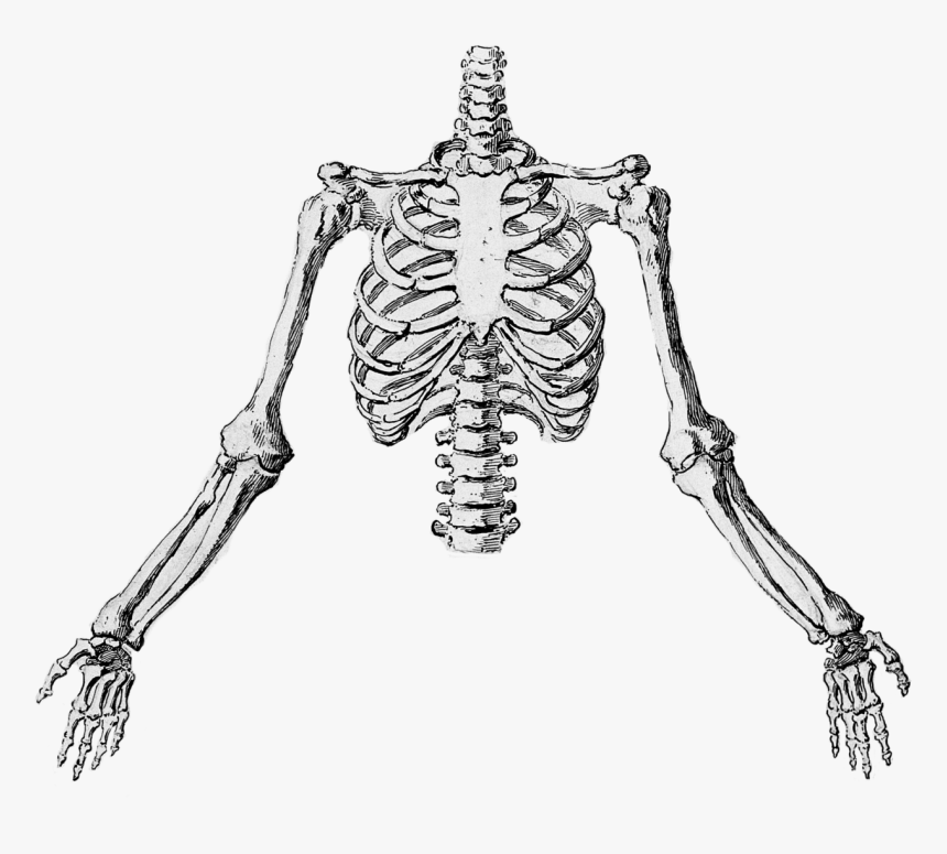 Upper Half Of A Skeleton, HD Png Download, Free Download