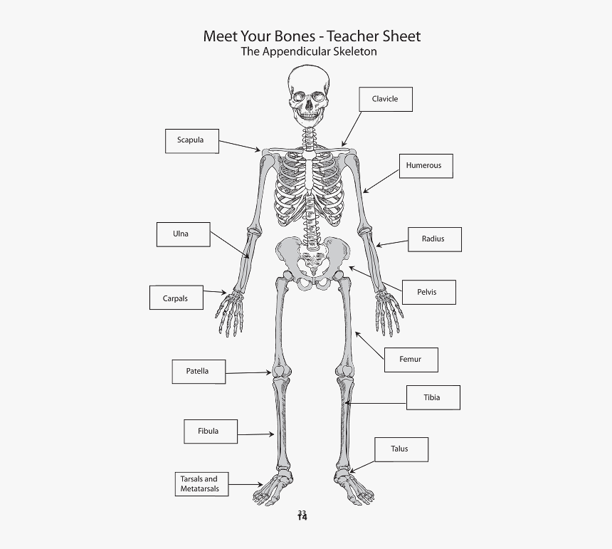 Diagram, HD Png Download, Free Download