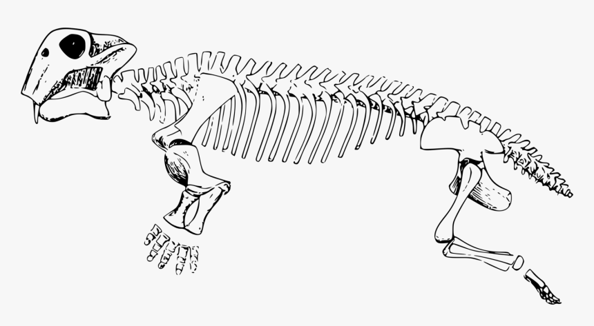 Line Art,wildlife,skeleton - Lystrosaurus Clipart, HD Png Download, Free Download