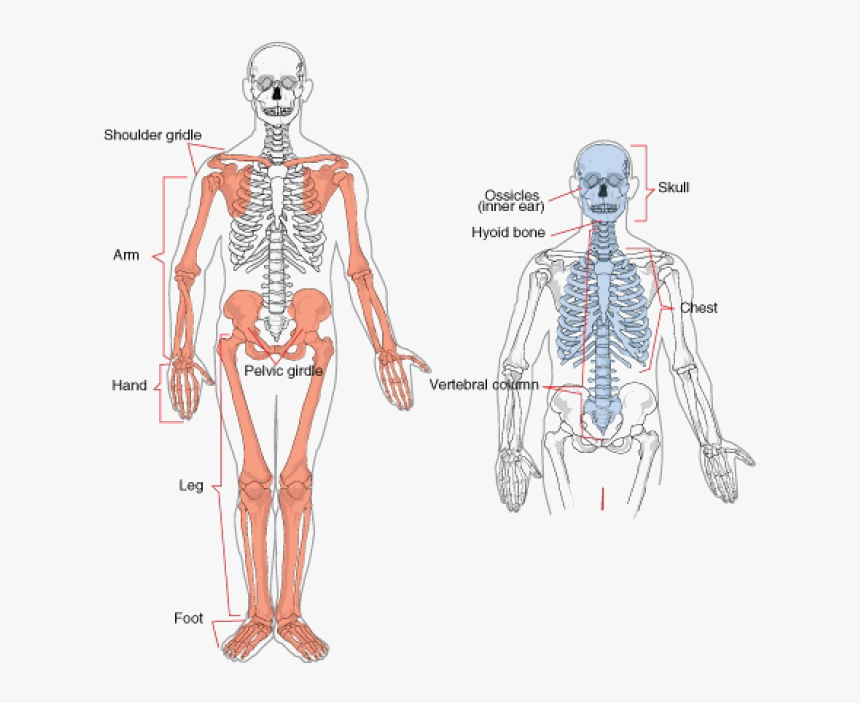 Appendicular Skeleton Bones, HD Png Download, Free Download