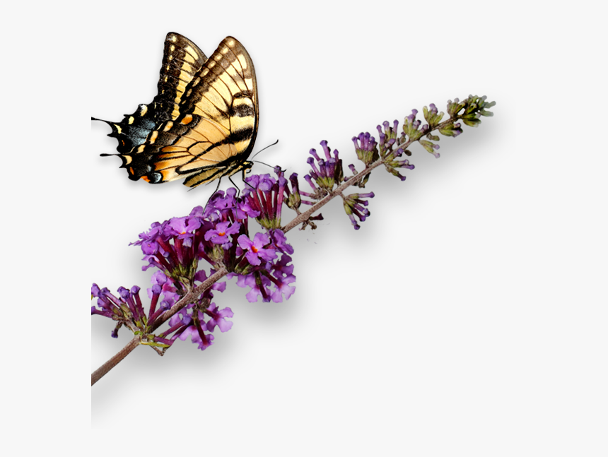 Hd Transparent Free Unlimited - Butterfly Bush Png, Png Download, Free Download