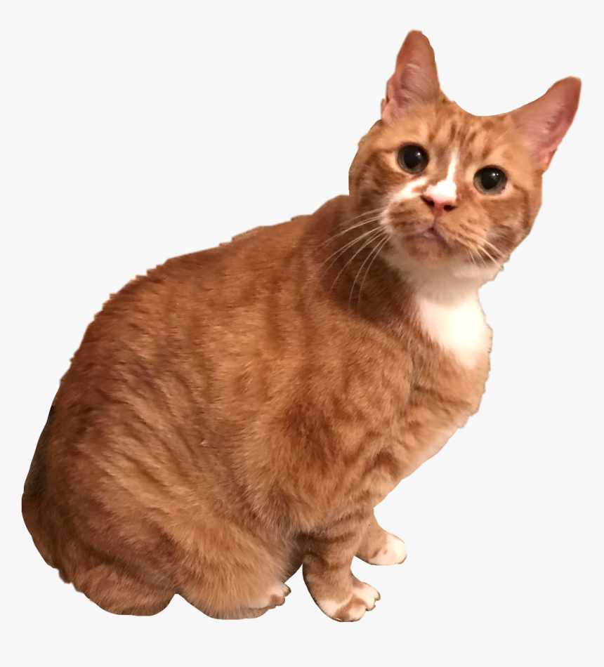 My Sweet Cat Morgan Cat Kitten Kitty Orange Tabby Morga - Arabian Mau, HD Png Download, Free Download