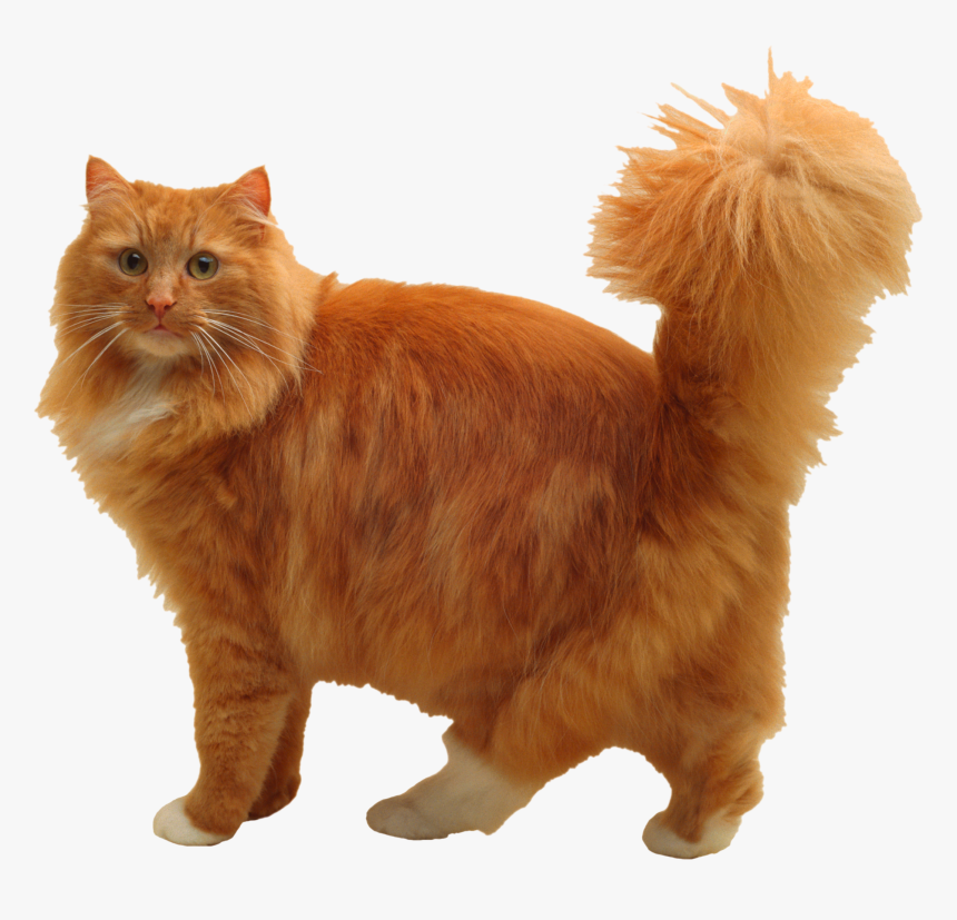 Cuddly Cat Png Image - Orange Cat Long Fur, Transparent Png, Free Download