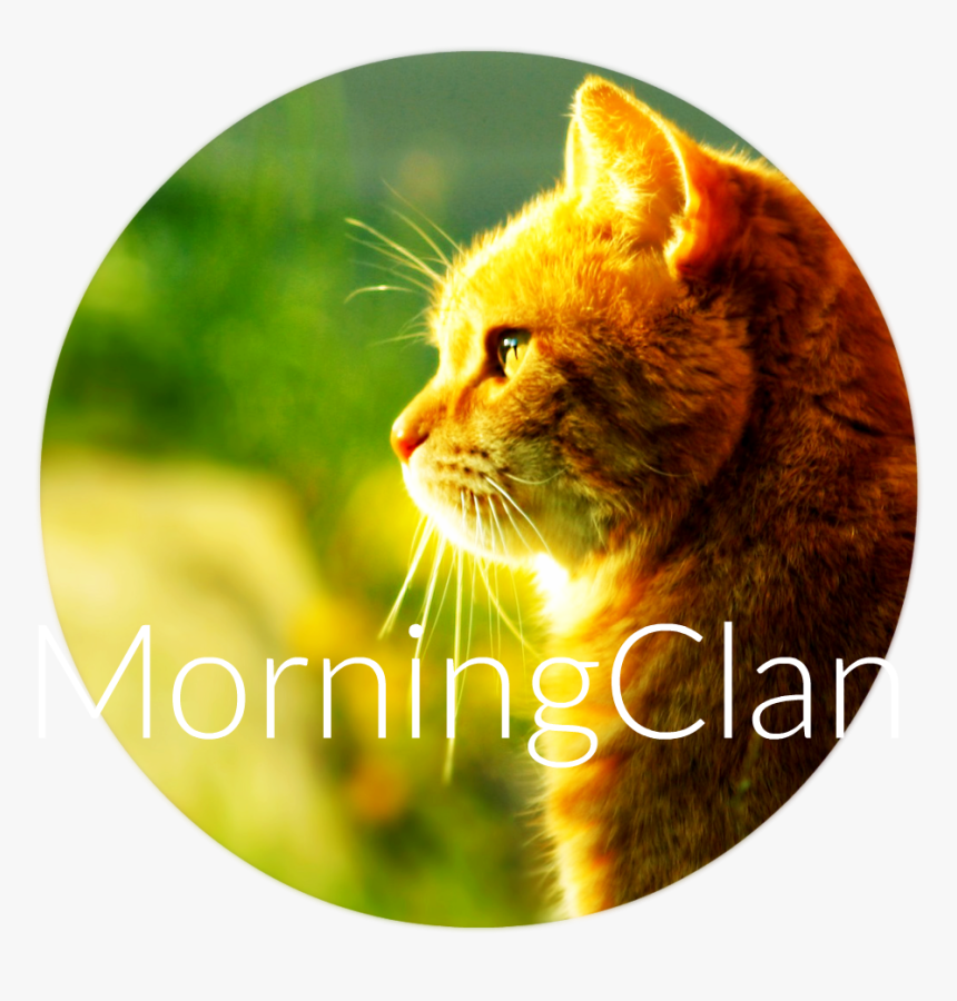 Cat Morning Sun Hd Walselpaper - Cat Facing To The Left, HD Png Download, Free Download