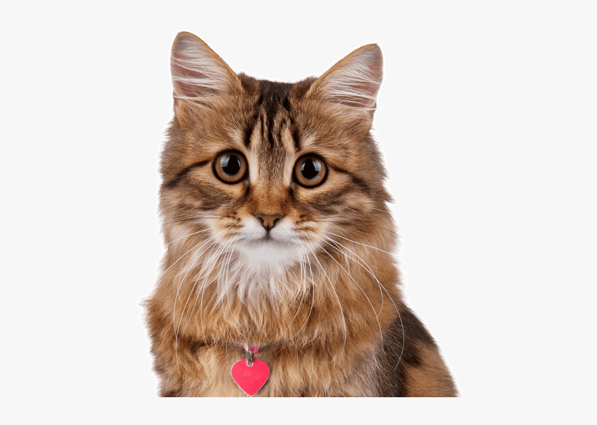 Clip Art Maine Coon Kittens Cats - Cat Sitting, HD Png Download, Free Download