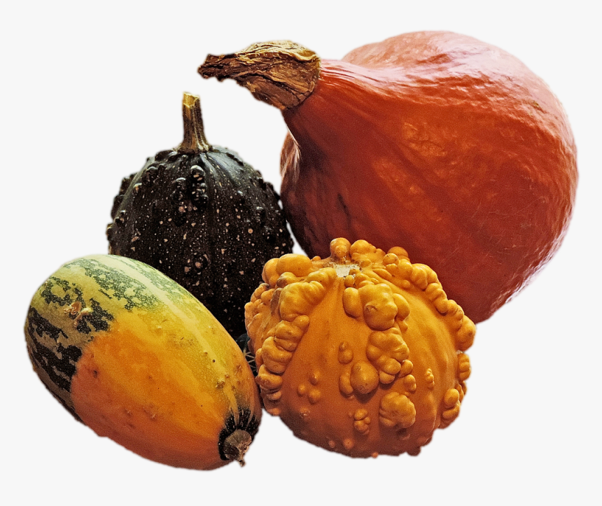 Pumpkins Decorative Squashes Autumn Free Picture - Pumpkin Squash Gourd Transparent, HD Png Download, Free Download