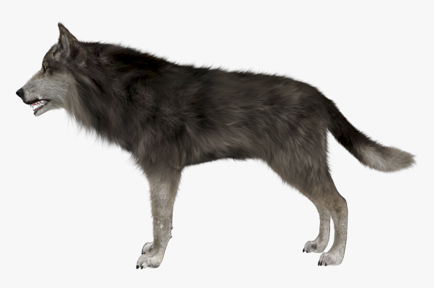 Transparent Wolf Png, Png Download, Free Download