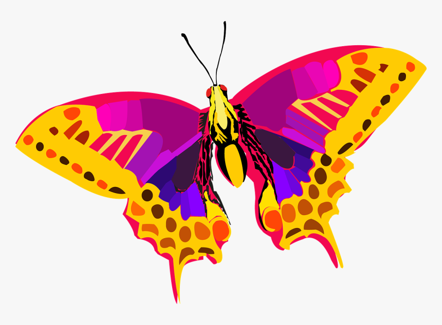 Insecto, Vector, Mariposa, Colores, Naturaleza - Butterfly Png Image Hd, Transparent Png, Free Download