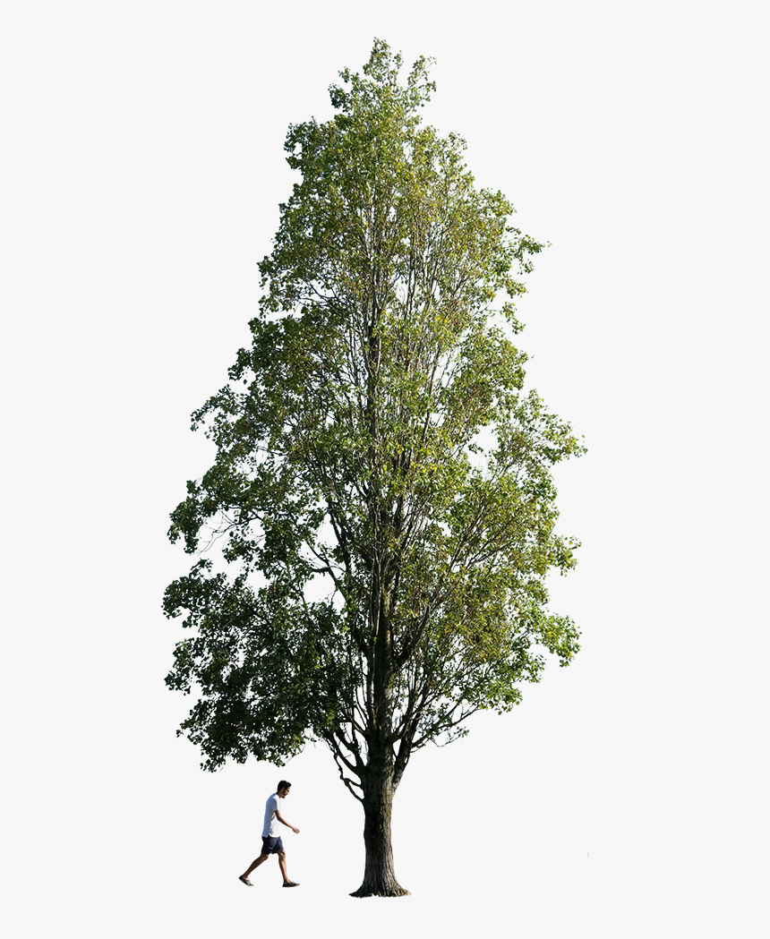 Poplar Tree Png, Transparent Png, Free Download