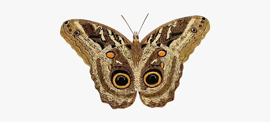 Caligo Teucer - Clipart Of A Moth, HD Png Download, Free Download