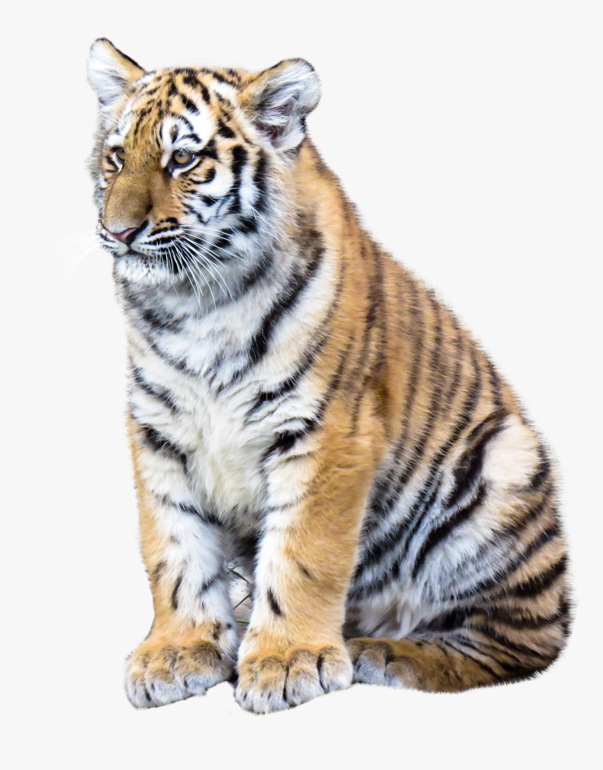 Png Format Tiger Png, Transparent Png, Free Download