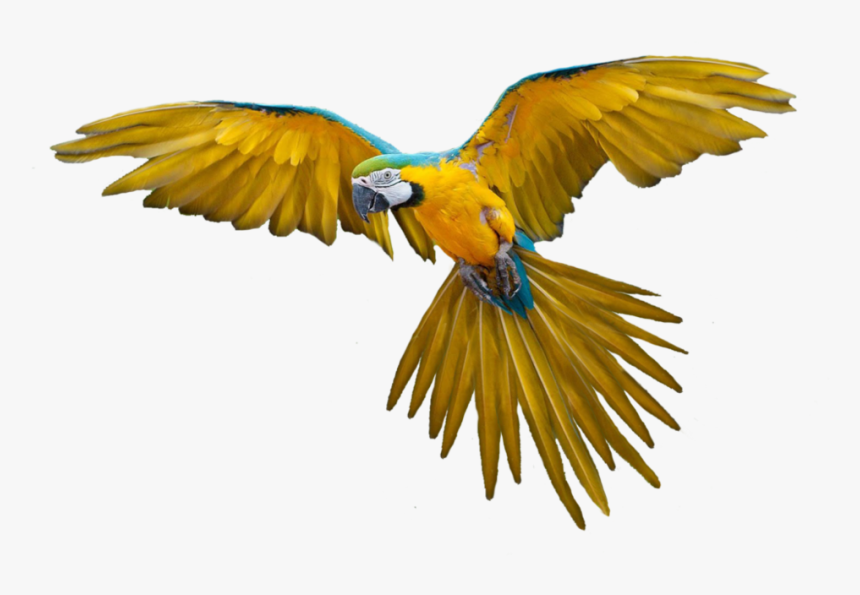 Png Bird - Bird Png, Transparent Png, Free Download