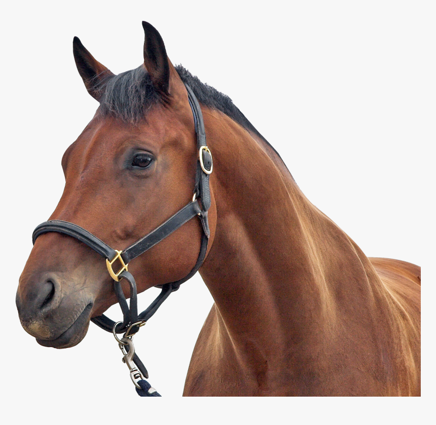 Transparent Background Horse Png, Png Download, Free Download