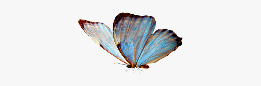 Image Rotator Jquery - Real Flying Blue Butterfly, HD Png Download, Free Download