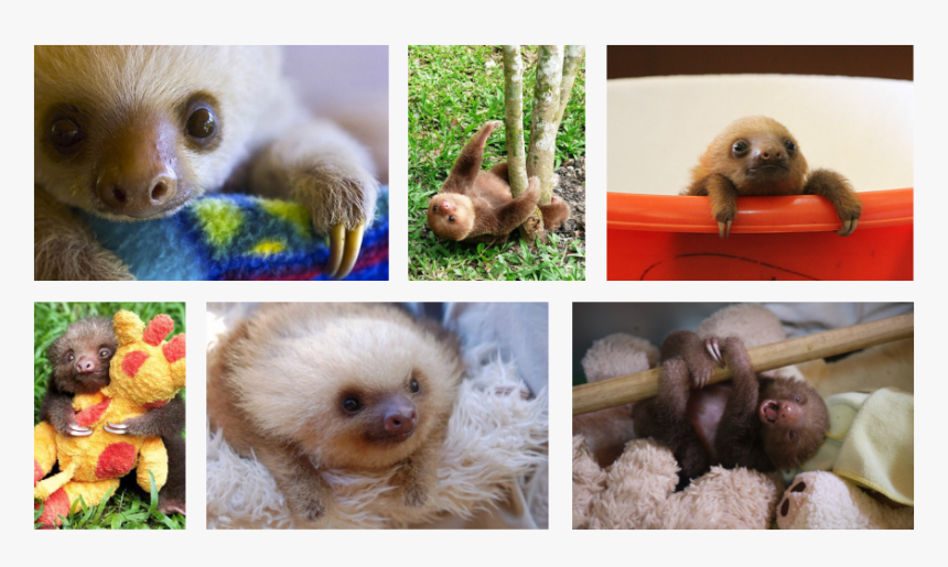 Transparent Baby Sloth Png - Three-toed Sloth, Png Download, Free Download