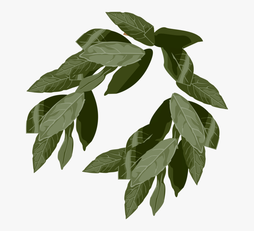 Vector Illustration Of Ancient Greek And Roman Laurel - Elm, HD Png Download, Free Download