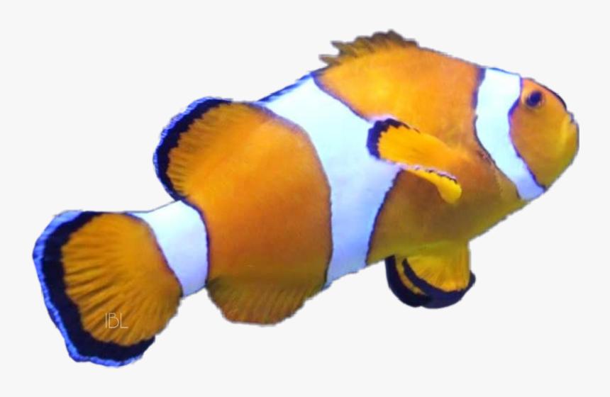 Nemo Fish Orange Freetoedit Scorange - Coral Reef Fish, HD Png Download, Free Download