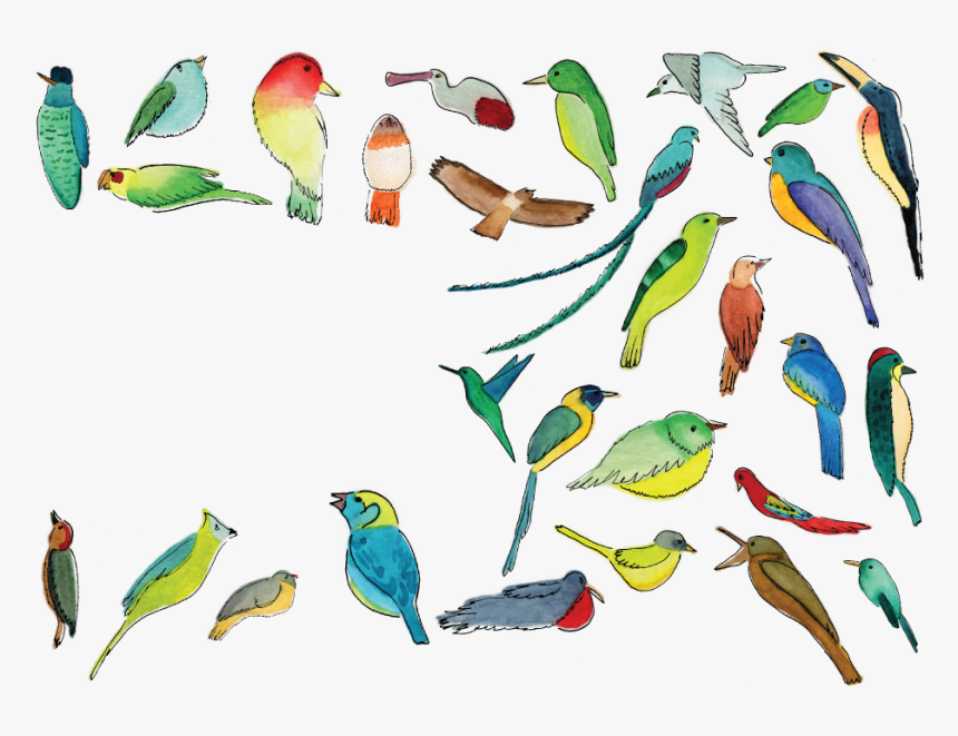 Transparent Quetzal Clipart - Piciformes, HD Png Download, Free Download