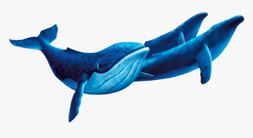 Welcome To The Wiki - Humpback Whale Fantasia 2000, HD Png Download, Free Download