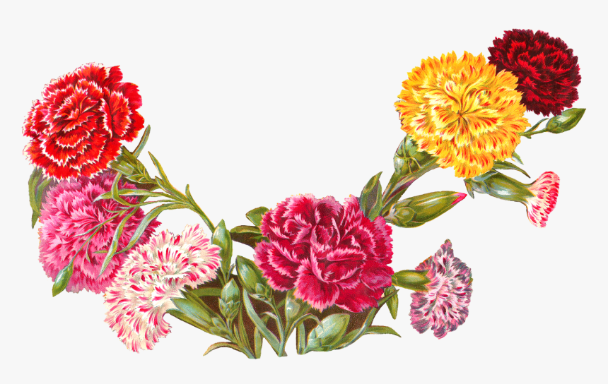 Clip Art Carnation Illustration, HD Png Download, Free Download