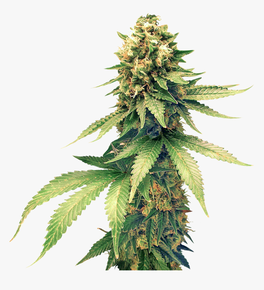 Weed - Hemp Png, Transparent Png, Free Download