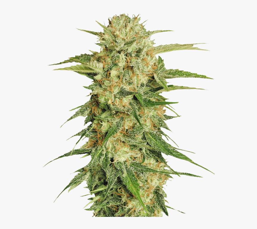 Online Marijuana Dispensary - Transparent Background Weed Png, Png Download, Free Download