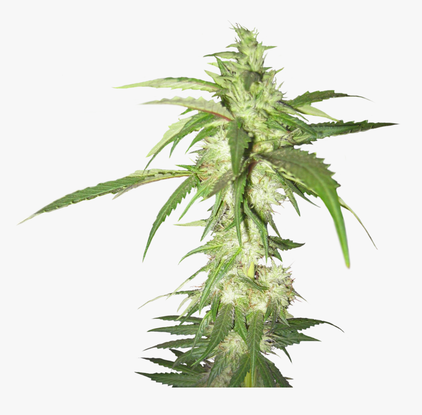 Weed - Weed Plant Transparent Background, HD Png Download, Free Download