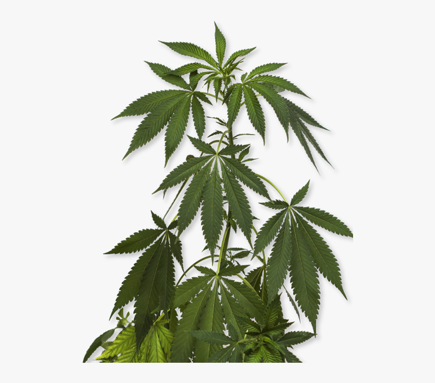 Transparent Marijuana Png - Black And White Pot Leaf, Png Download, Free Download