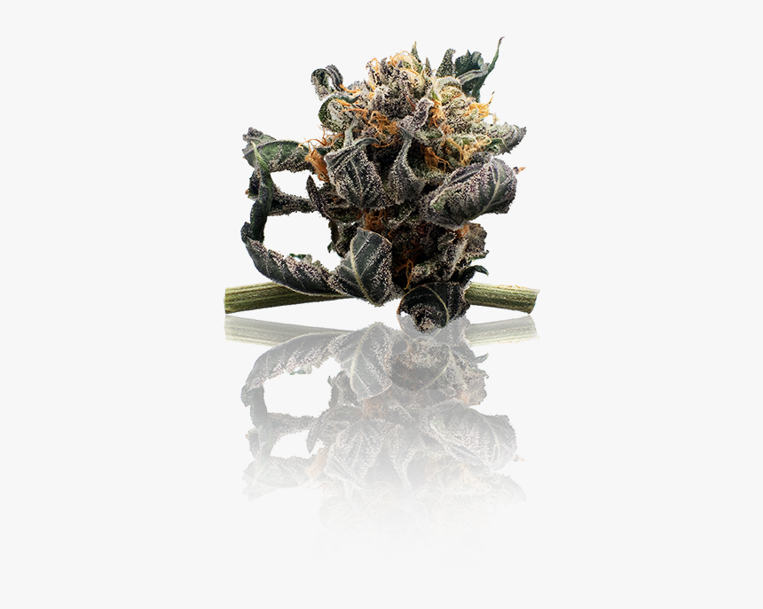Mexican Pinyon, HD Png Download, Free Download