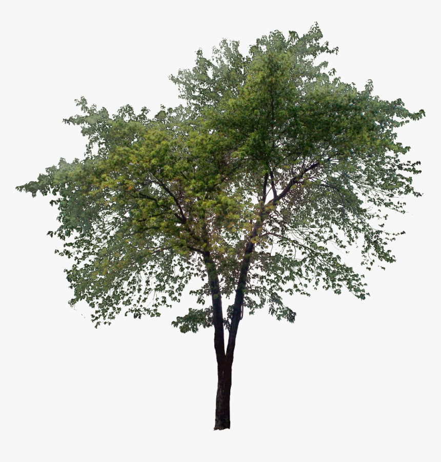 Transparent Tall Tree Png, Png Download, Free Download