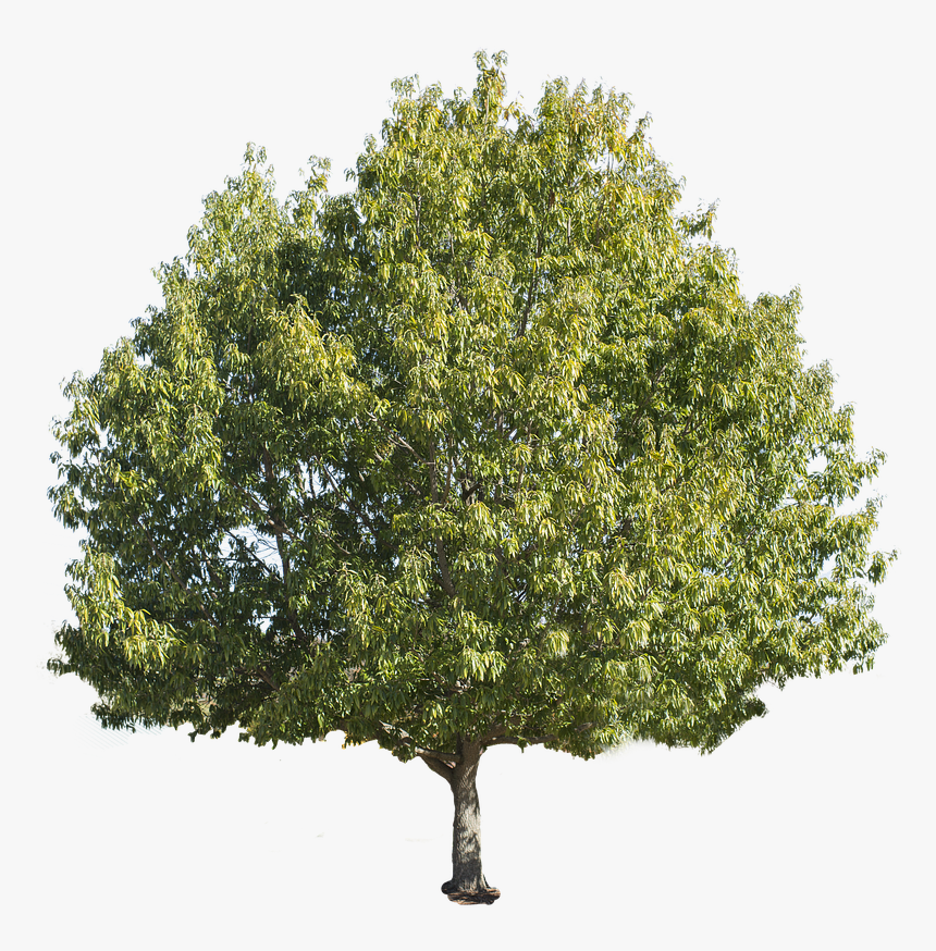 Tree Green Summer - Chestnut Tree Transparent Background, HD Png Download, Free Download