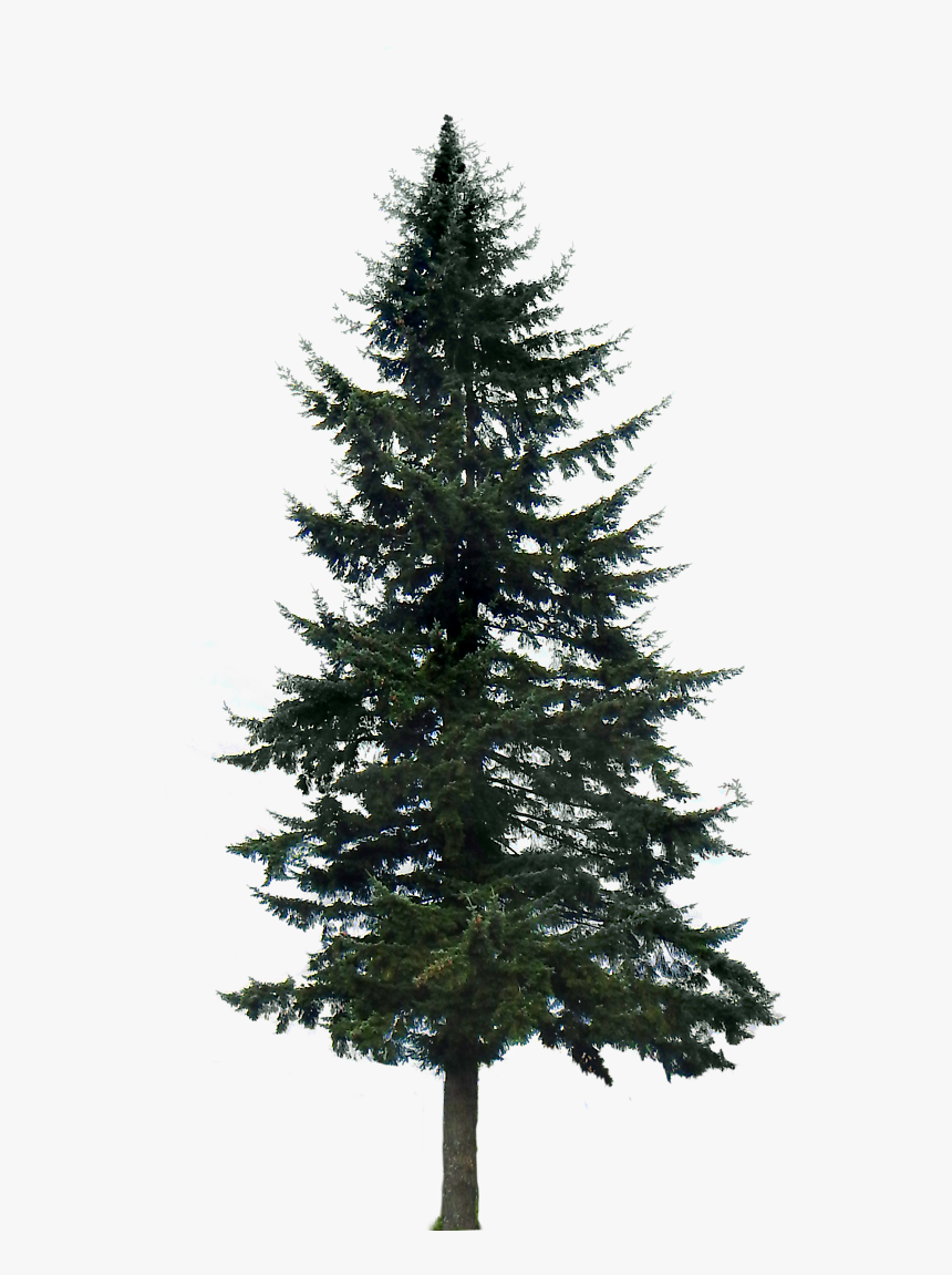 Pine Tree Transparent Background, HD Png Download, Free Download