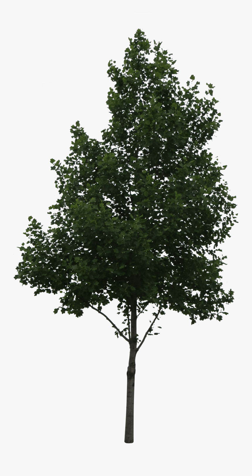 Tree Cut Out Png, Transparent Png, Free Download