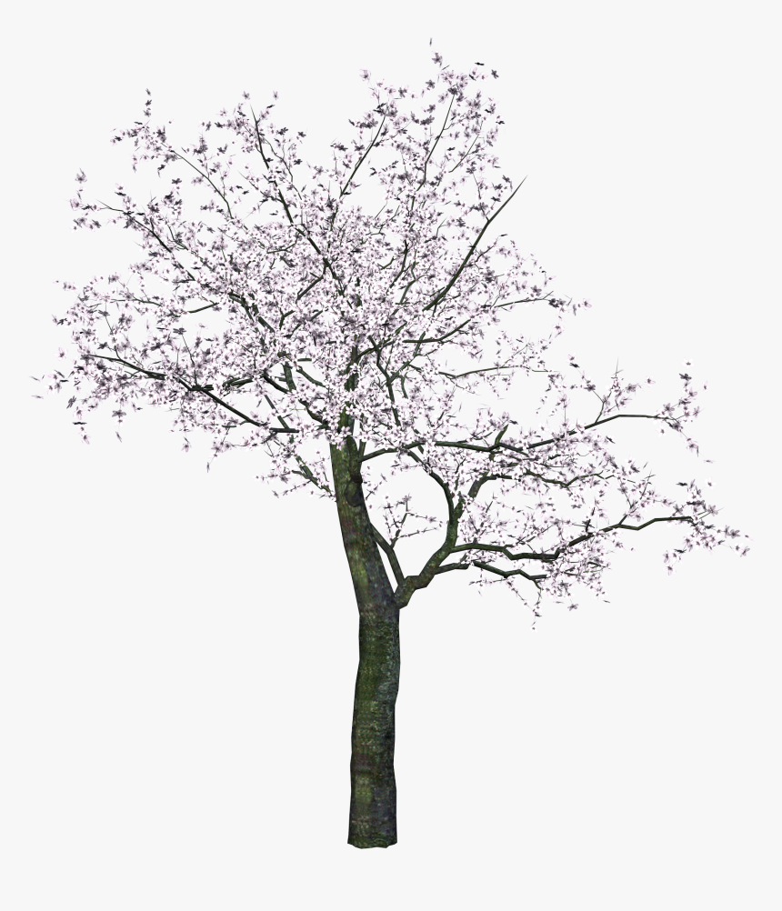 Tree Png Image Free Download - Japanese Tree Png, Transparent Png, Free Download