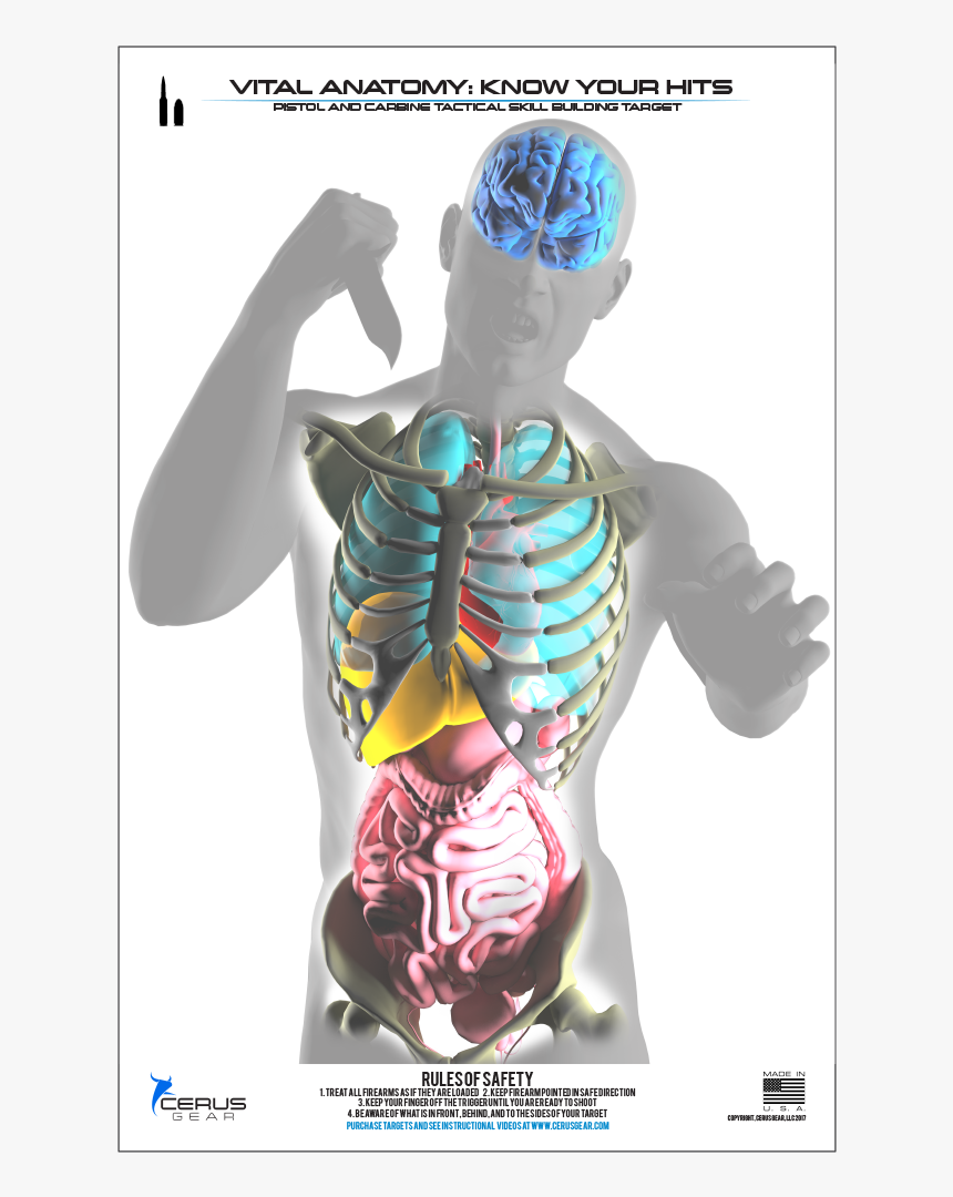 Vital Organ Shooting Targets, HD Png Download, Free Download