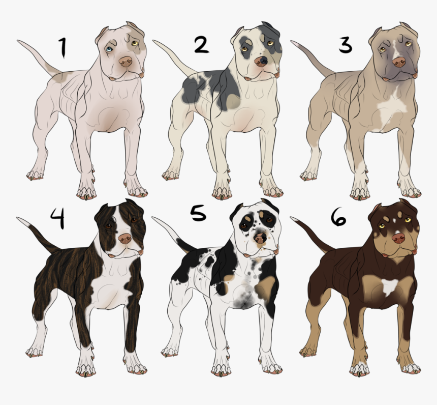 Drawn Pit Bull Bully Pitbull - Blue Piebald American Bully, HD Png Download, Free Download