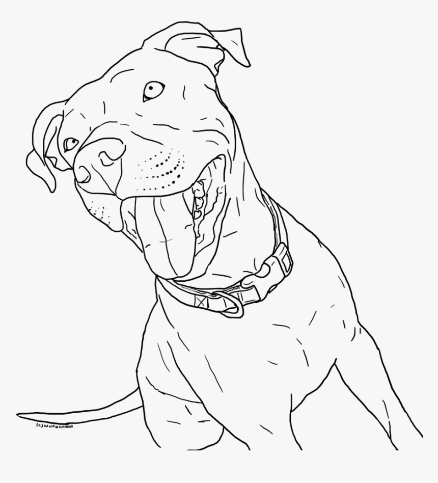 Pitbull Coloring Pages Little Coloring Page Pitbull - Realistic Pitbull Coloring Pages, HD Png Download, Free Download