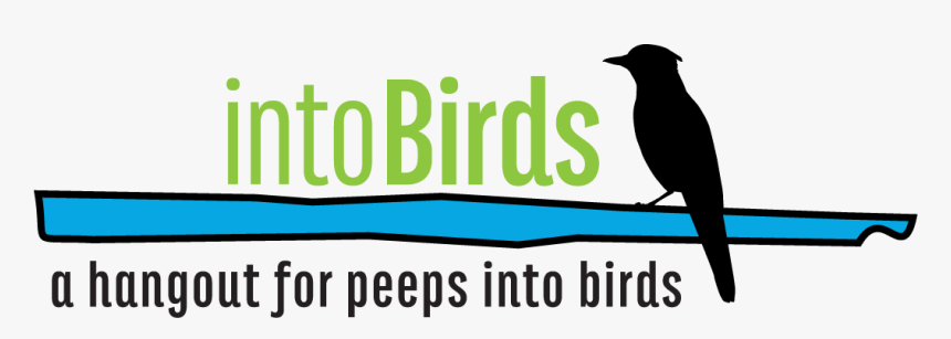 Intobirds - Piciformes, HD Png Download, Free Download