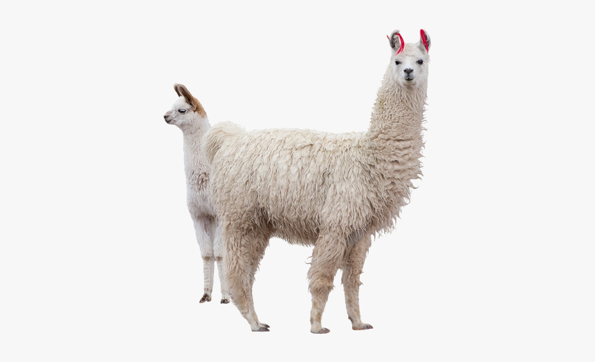 Alpaca Png, Transparent Png, Free Download