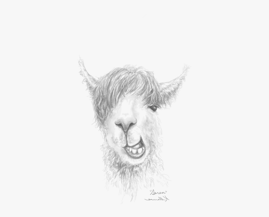 Realistic Drawings Of Llamas, HD Png Download, Free Download