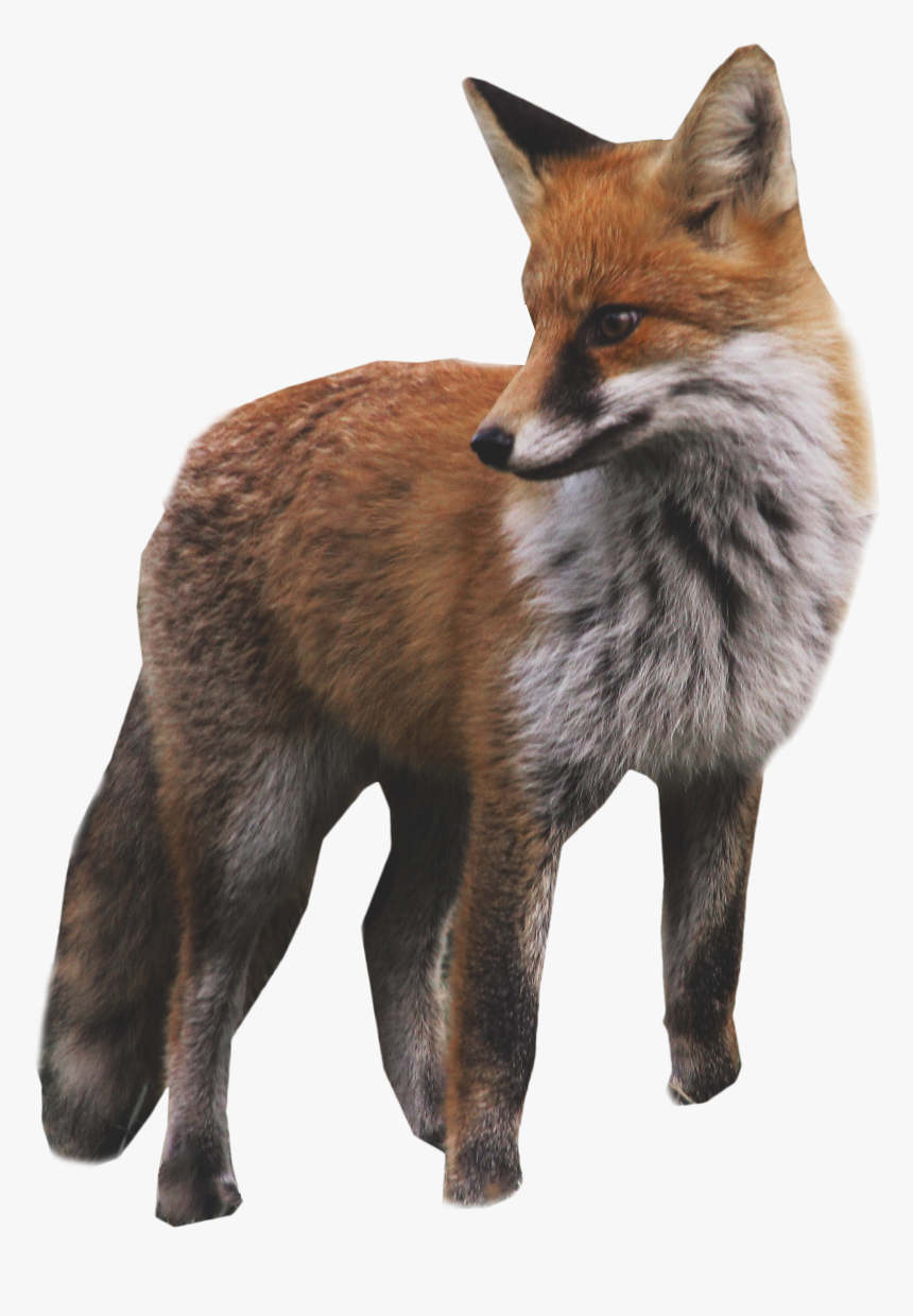 Fox Standing Png Image - Transparent Background Fox Png, Png Download, Free Download