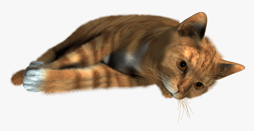 22 Cat Png Image, Transparent Png, Free Download