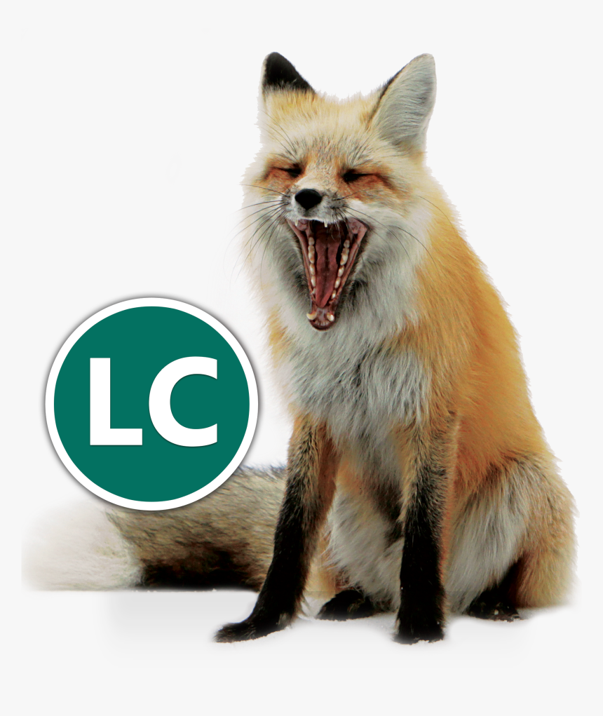 Red Fox Icon - Chanel Bans Fur And Exotic Skins, HD Png Download, Free Download
