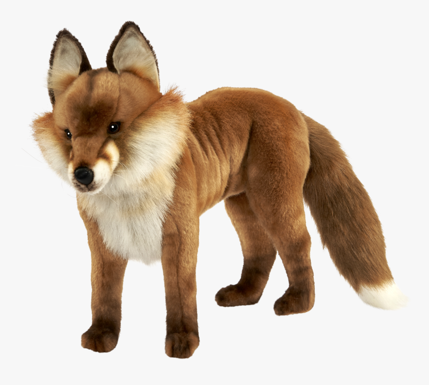 Red Fox Dhole Dog Snout - Fox, HD Png Download, Free Download