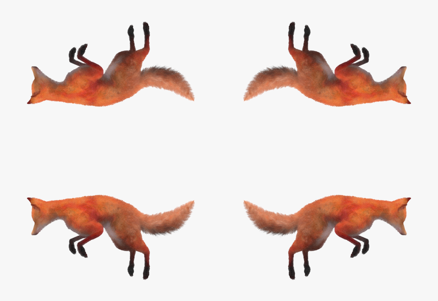 Red Fox, HD Png Download, Free Download