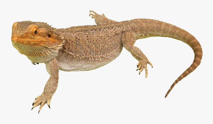 Download Bearded Dragon Png Photos - Bearded Dragon Lizard Png, Transparent Png, Free Download