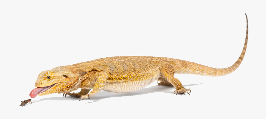 Bearded Dragon Png File - Bearded Dragon Lizard Png, Transparent Png, Free Download